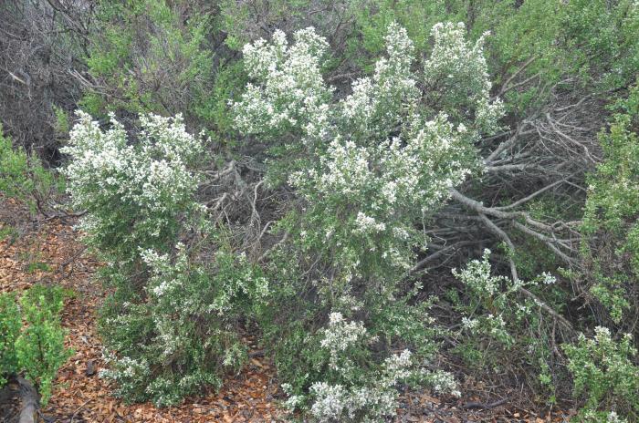 Plant photo of: Baccharis pilularis