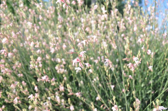 Plant photo of: Gaura lindheimeri 'Whirling Butterflies'