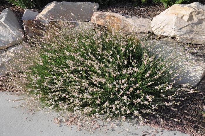 Plant photo of: Gaura lindheimeri 'Whirling Butterflies'