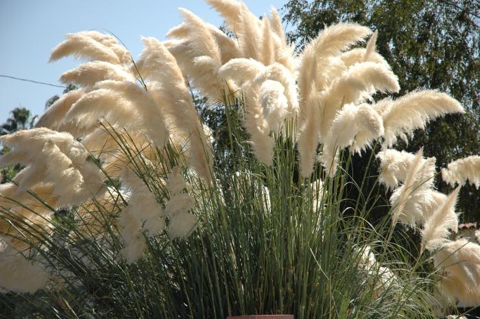 Plant photo of: Cortaderia selloana