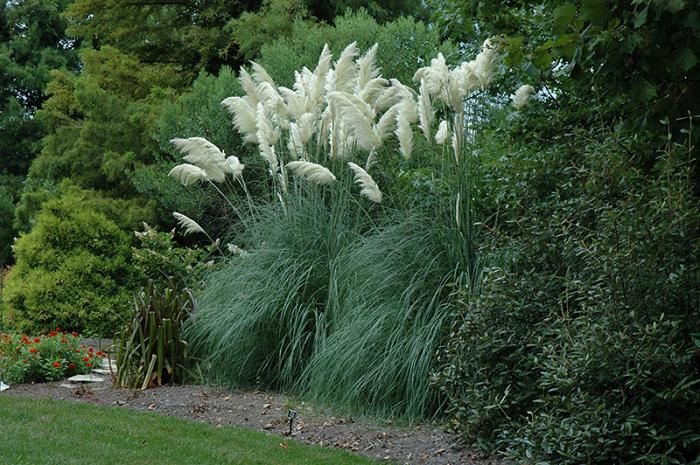 Plant photo of: Cortaderia selloana