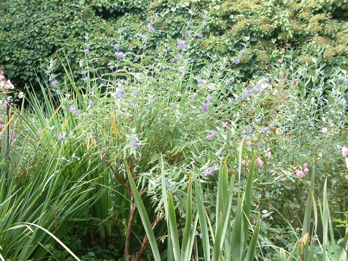 Plant photo of: Caryopteris x clandonensis