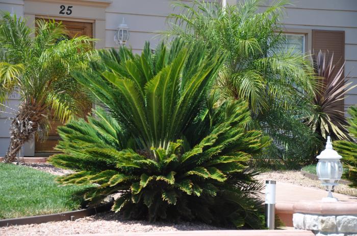 Plant photo of: Cycas revoluta