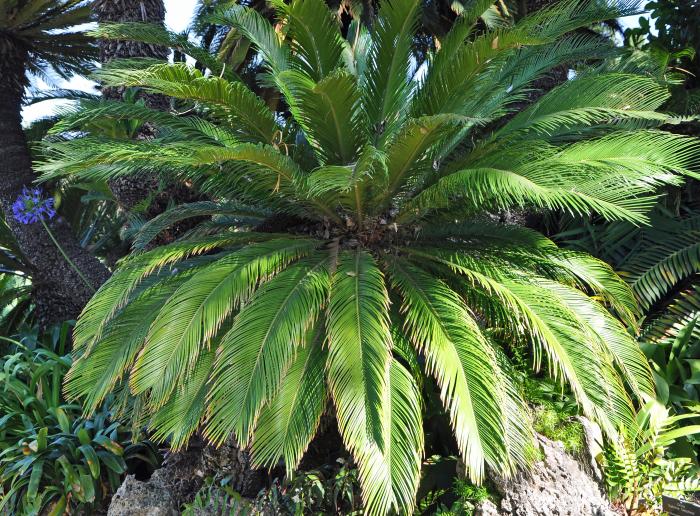 Plant photo of: Cycas revoluta