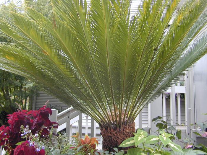 Plant photo of: Cycas revoluta