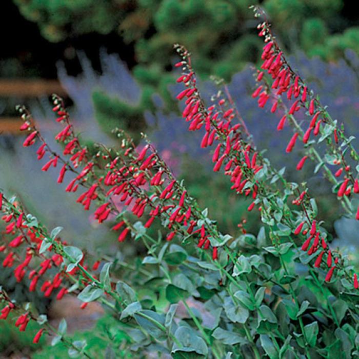 Plant photo of: Penstemon cardinalis