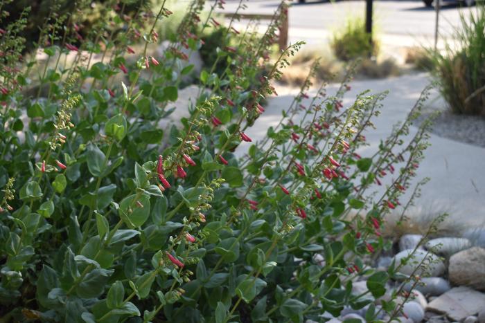 Plant photo of: Penstemon cardinalis