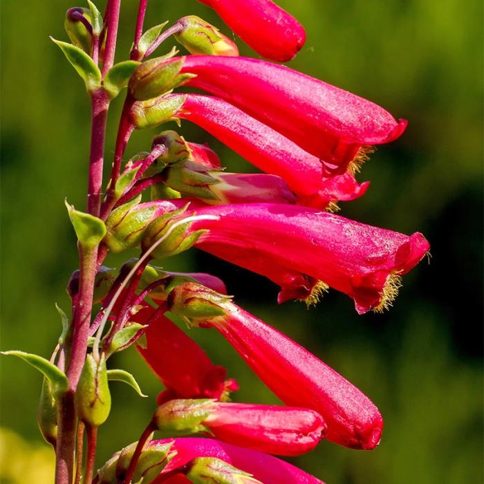 Plant photo of: Penstemon cardinalis