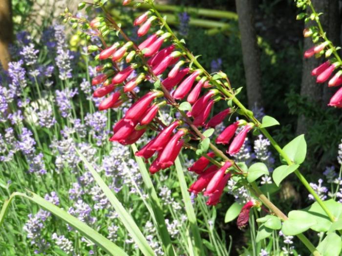 Plant photo of: Penstemon cardinalis