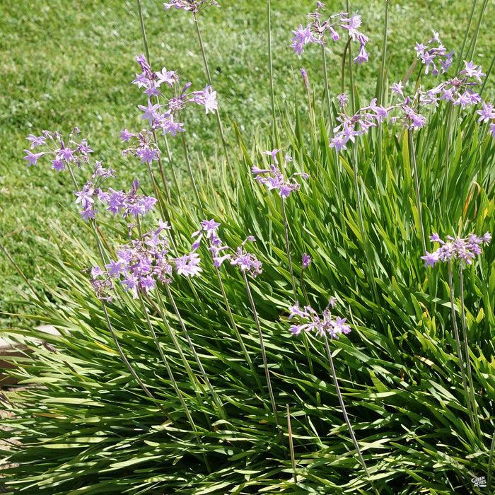 Plant photo of: Tulbaghia violacea