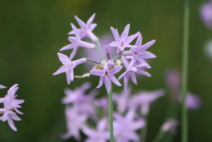 Plant photo of: Tulbaghia violacea