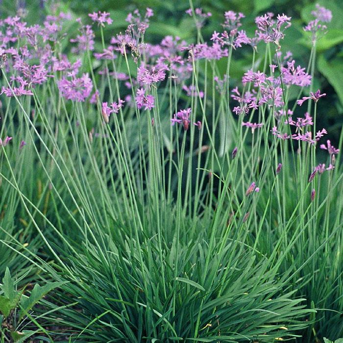 Plant photo of: Tulbaghia violacea