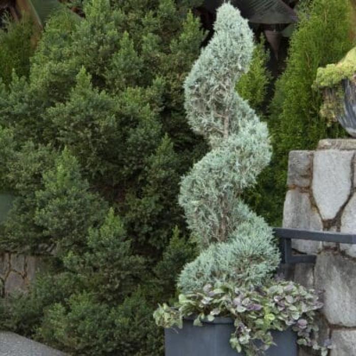 Plant photo of: Juniperus scopulorum 'Medora'