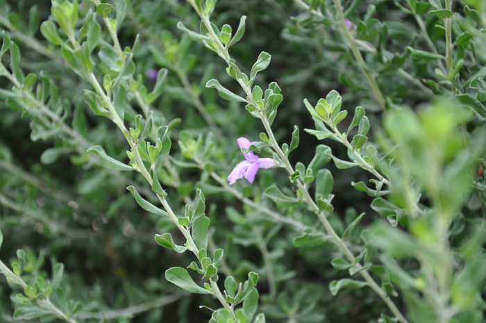 Plant photo of: Leucophyllum frutescens