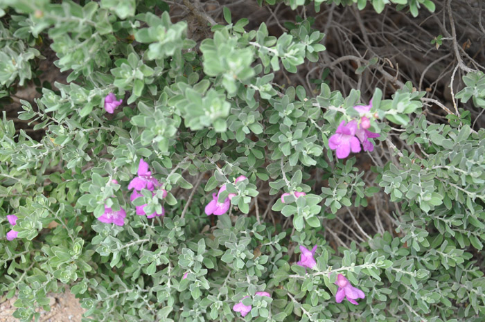 Plant photo of: Leucophyllum frutescens