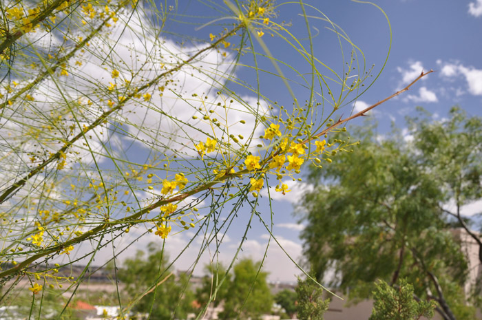 Plant photo of: Parkinsonia aculeata