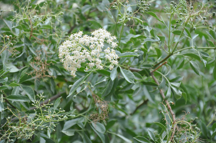 Plant photo of: Sambucus mexicana