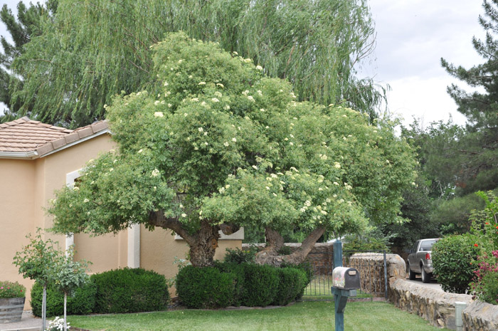 Plant photo of: Sambucus mexicana