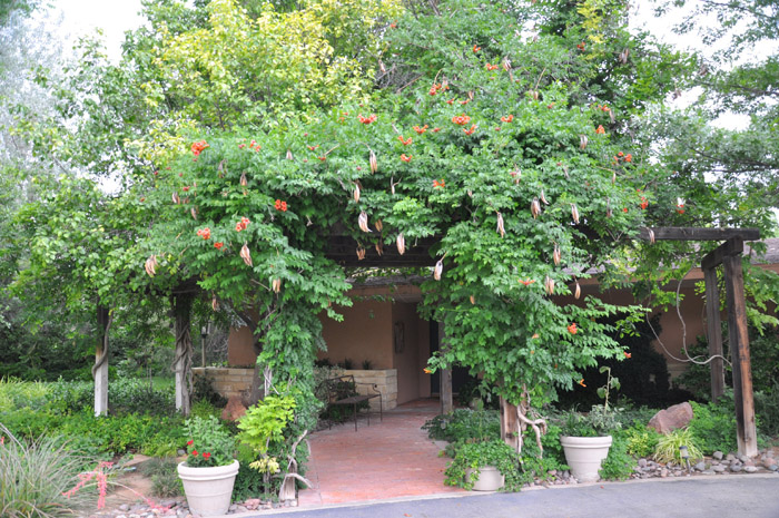 Plant photo of: Campsis radicans