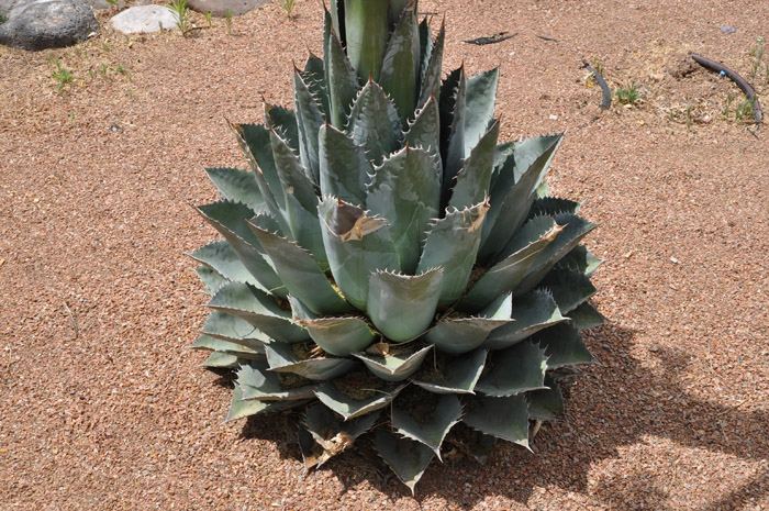 Plant photo of: Agave parryi var. truncata