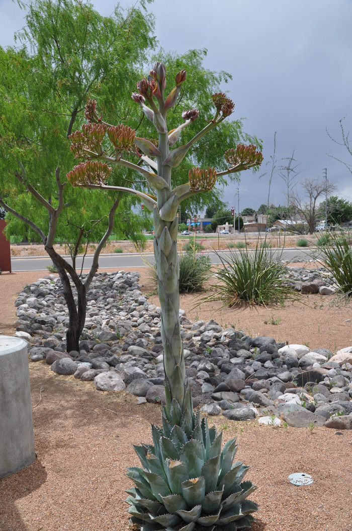 Plant photo of: Agave parryi var. truncata