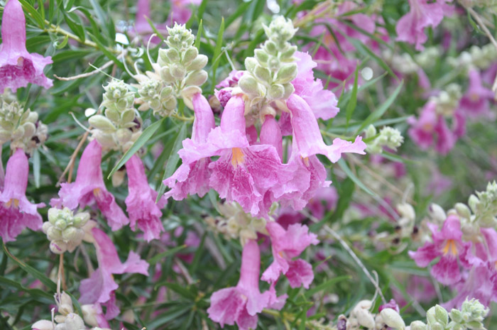 Plant photo of: Chilopsis linearis