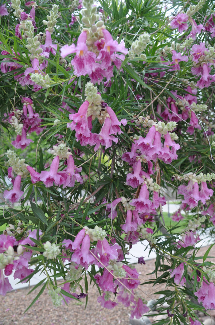 Plant photo of: Chilopsis linearis