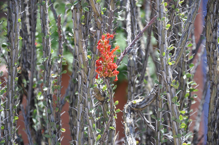 Plant photo of: Fouquieria splendens