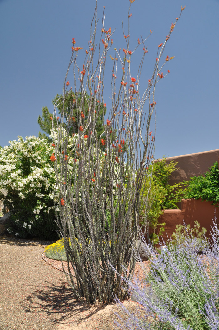 Plant photo of: Fouquieria splendens