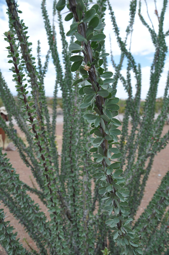 Plant photo of: Fouquieria splendens