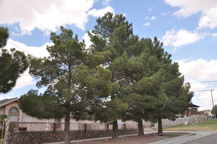 Plant photo of: Pinus edulis