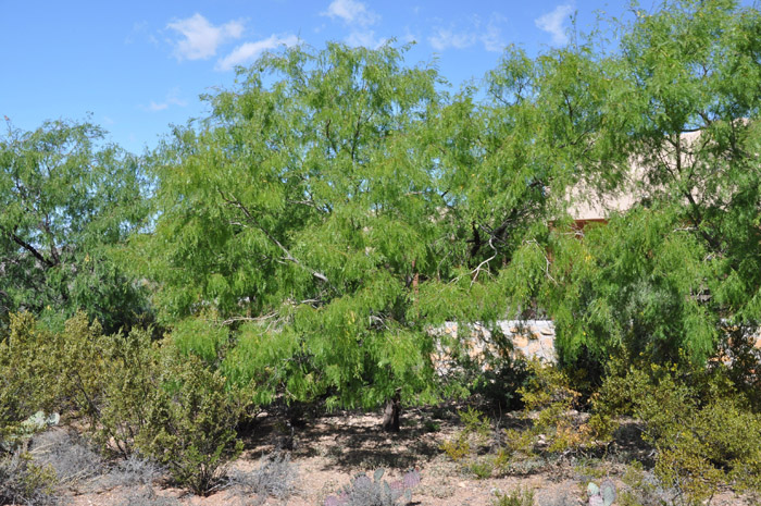 Plant photo of: Prosopis glandulosa