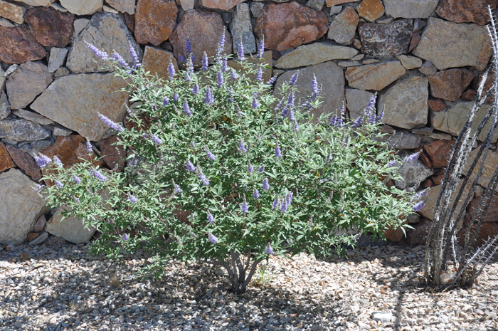 Plant photo of: Vitex agnus-castus