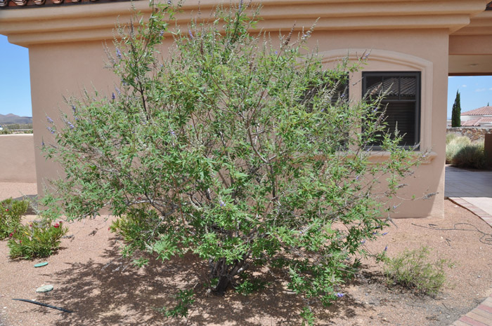 Plant photo of: Vitex agnus-castus