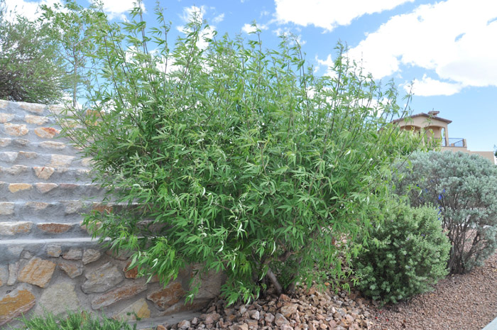 Plant photo of: Vitex agnus-castus