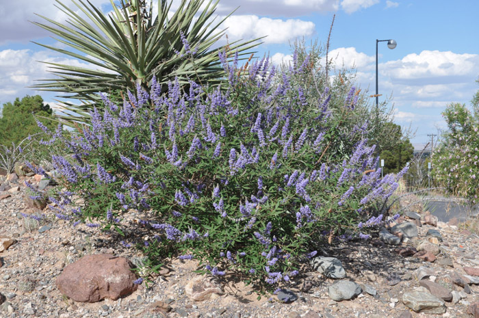 Plant photo of: Vitex agnus-castus