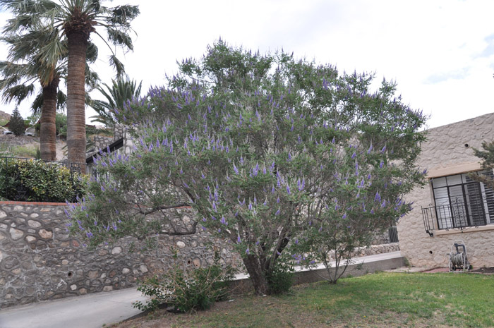 Plant photo of: Vitex agnus-castus