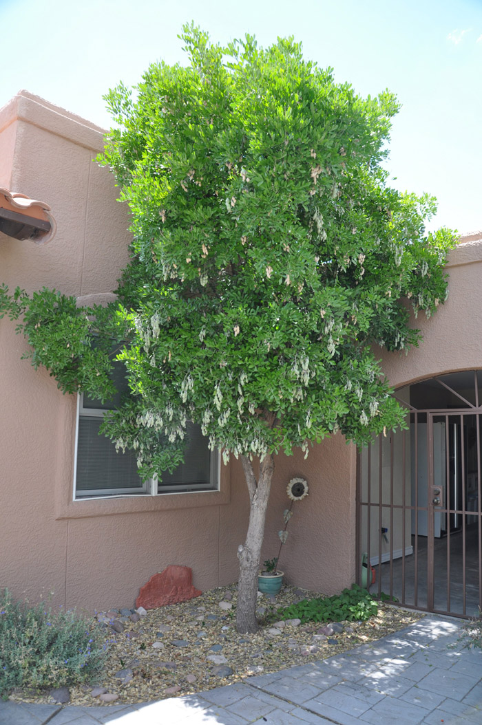 Plant photo of: Sophora secundiflora