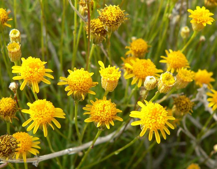 Plant photo of: Thymophylla pentachaeta