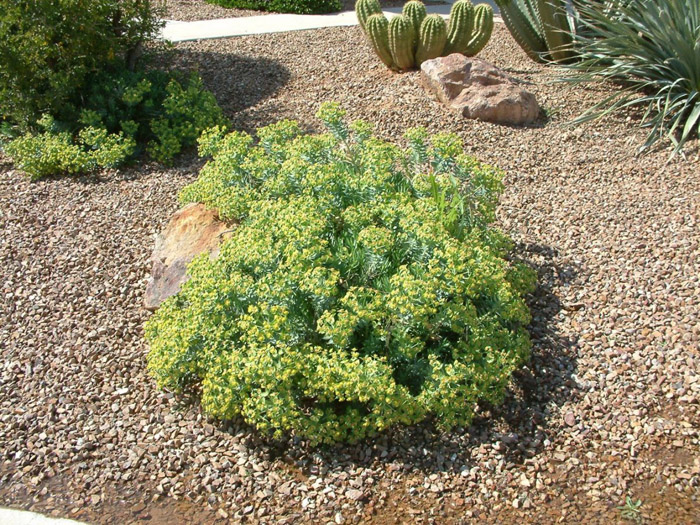 Plant photo of: Euphorbia rigida