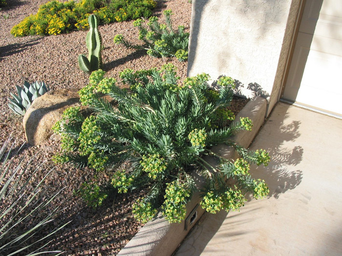 Plant photo of: Euphorbia rigida