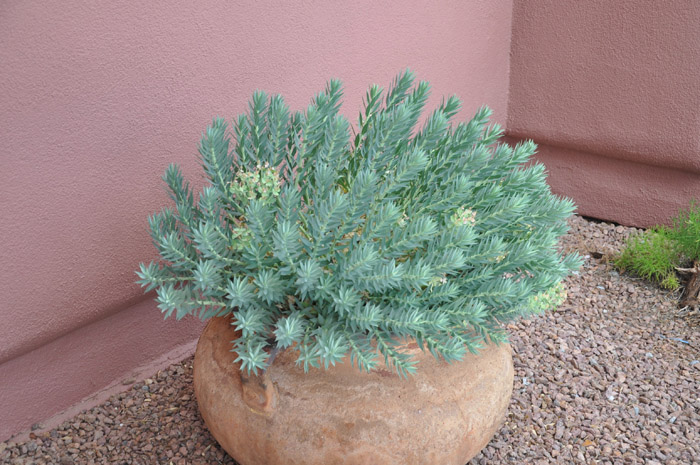 Plant photo of: Euphorbia rigida