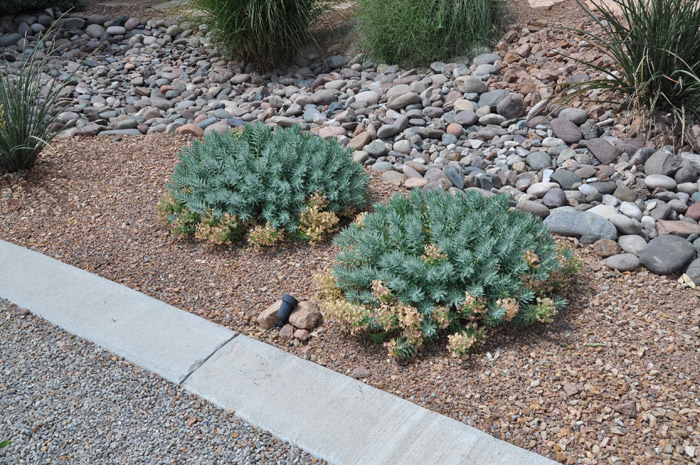 Plant photo of: Euphorbia rigida