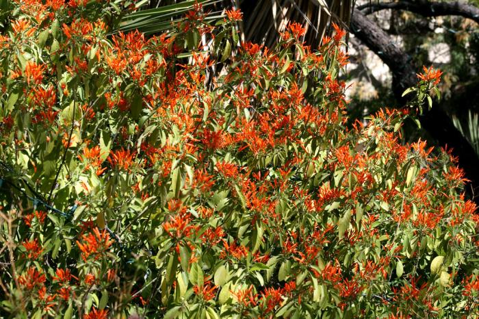 Plant photo of: Anisacanthus quad. w. 'Mexican Flame'