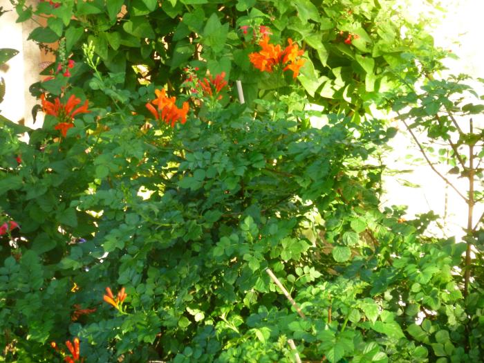 Plant photo of: Anisacanthus quad. w. 'Mexican Flame'