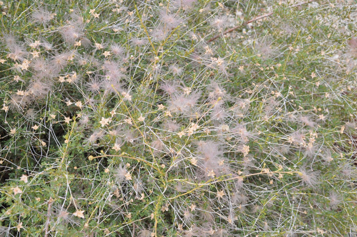 Plant photo of: Fallugia paradoxa