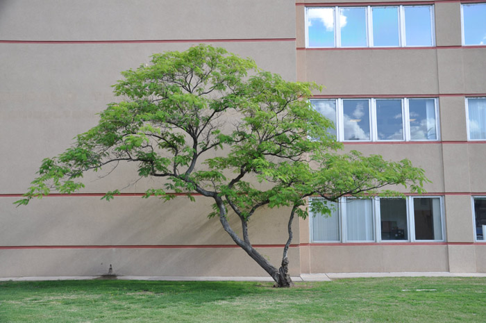 Plant photo of: Albizia julibrissin