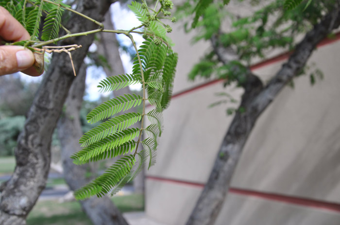 Plant photo of: Albizia julibrissin