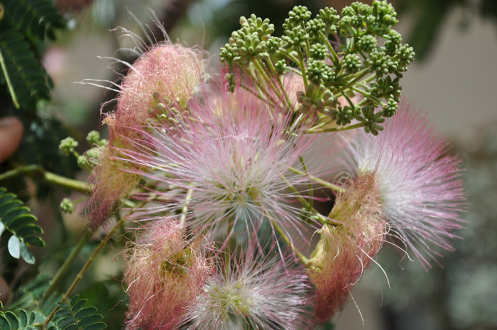 Plant photo of: Albizia julibrissin