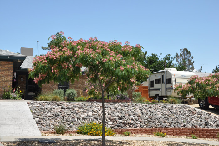 Plant photo of: Albizia julibrissin